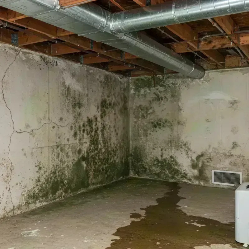 Professional Mold Removal in Saint Francois County, MO